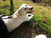 honden foto van Michelle, Luna en James