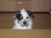 honden foto van Sandra&Daisy
