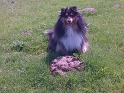 honden foto honden foto van amy