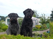 honden foto van Sofia