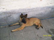 honden foto honden foto van yvonne