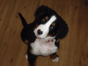 honden foto van Marga
