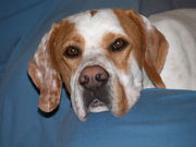 honden foto van Paul