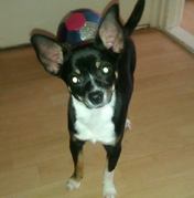 honden foto van Roxanne