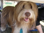 honden foto van vanwinkel