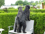 honden foto van Ruud