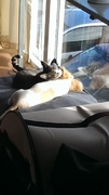 honden foto van Janelle