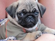 honden foto van barbara