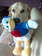 honden foto honden foto van DJ de Gooijer