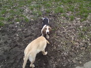 honden foto van Dirk