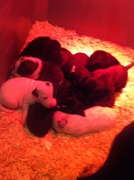 honden foto van Jeanette