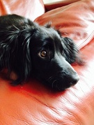 honden foto van Mirjam