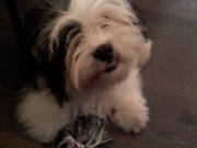 honden foto van isis dankers