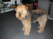 honden foto van manuella 