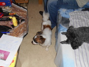 honden foto van isa&geert