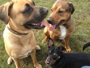 honden foto van monique 