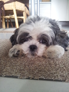 honden foto van Britney&Yucca