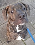 honden foto van Frank