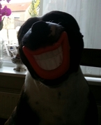 honden foto van D.Bekkers