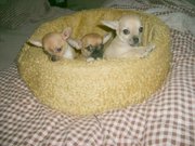 honden foto van Hester