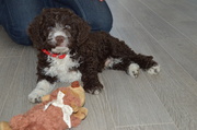 honden foto van Sandra