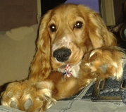 honden foto van Joyce