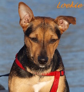 honden foto van Willi & Loekie