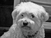 honden foto van anita