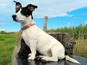 honden foto honden foto van Pip