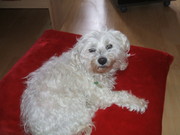 honden foto van Minouck