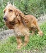 honden foto van juna