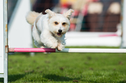 honden foto van Laura