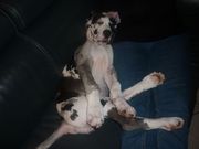 honden foto van Susanne