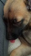honden foto honden foto van onze noa