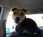 honden foto van Evelien