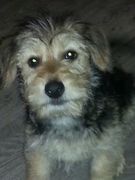 honden foto van Nicolina & Lua