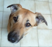 honden foto van Annelies