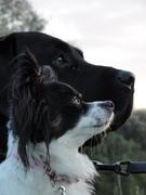 honden foto van ingrid 