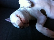 honden foto van Sabine