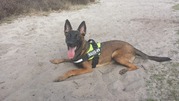 honden foto van Joelle