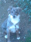 honden foto van nathalie