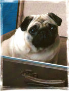 honden foto van Stephanie 