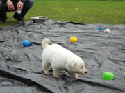 honden foto van Vivian, baasje van Noor