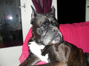 honden foto van Esther