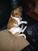 honden foto van susanne en james