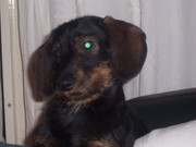 honden foto van carin