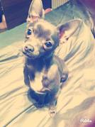 honden foto van caroline