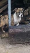 honden foto van rene