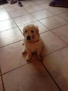 honden foto honden foto van chantal