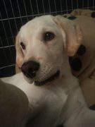 honden foto van Irene